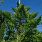 Araukária štíhla (Araucaria Excelsa) - výška 200-250 cm; kont. C30L (-7°C)